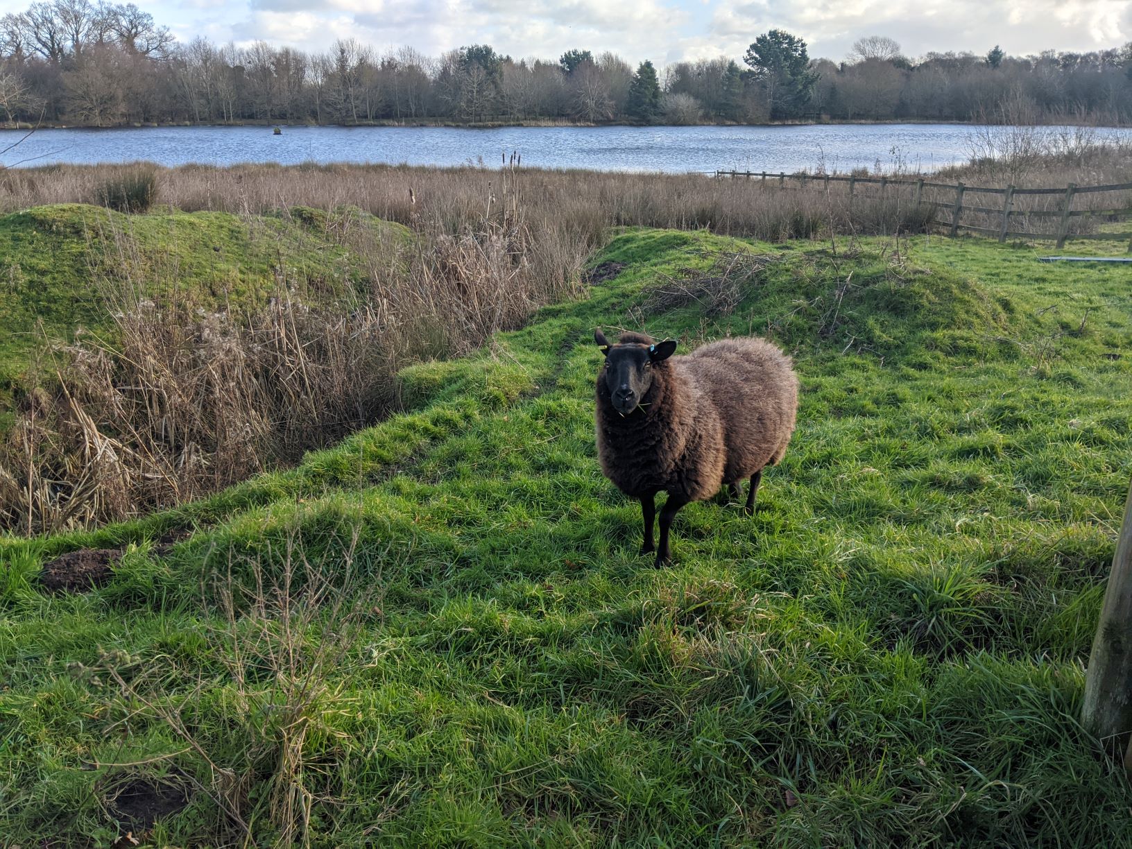 Sheep at Woolfall February 1st